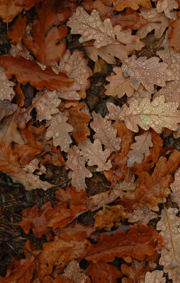 opciones de futuro_0