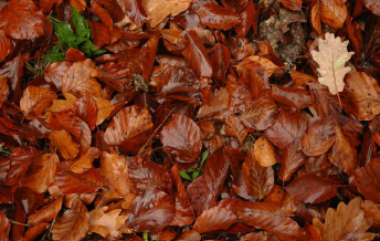 opciones de futuro_1