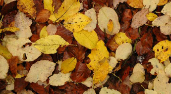 opciones de futuro_2