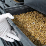 Cría de insectos. Insecticultura