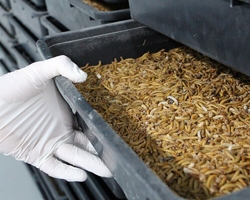 Cría de insectos. Insecticultura